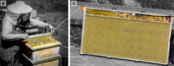 蜂窝型机器人如何交互？研究人员发现其集体决策的“催化剂”，登Science Robotics