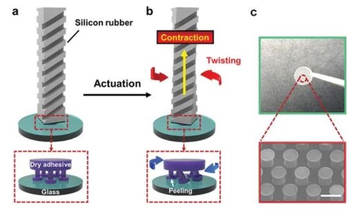 受壁虎足启发！新型软机器人技术，可轻松在易碎物体表面上行走